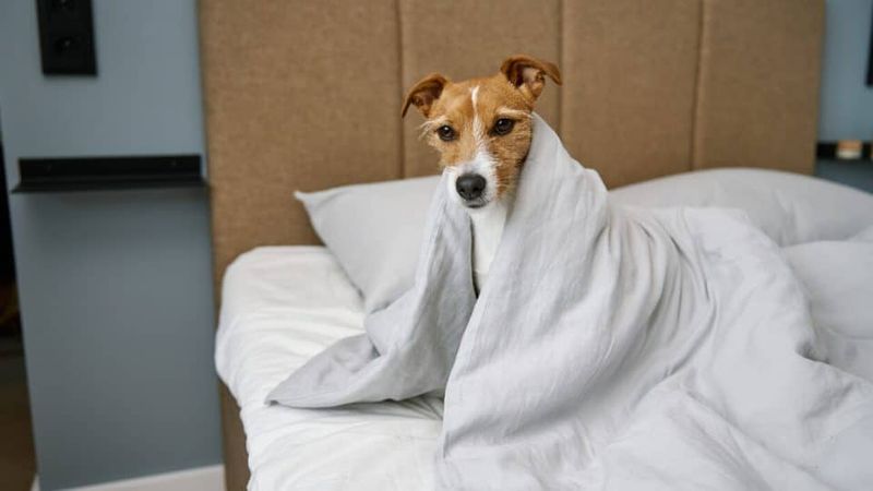 Altered Sleep Patterns