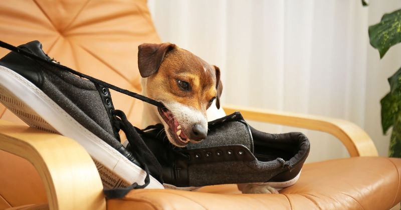 Destructive Behavior