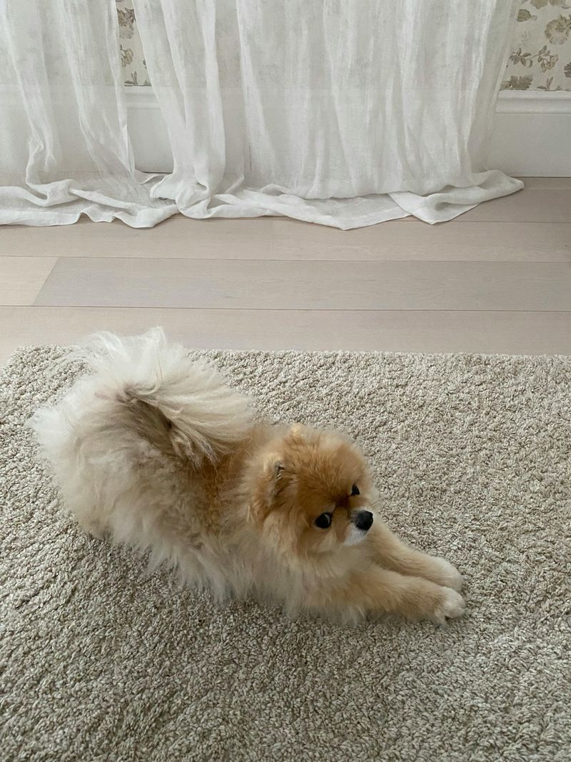 Daisy the Pomeranian