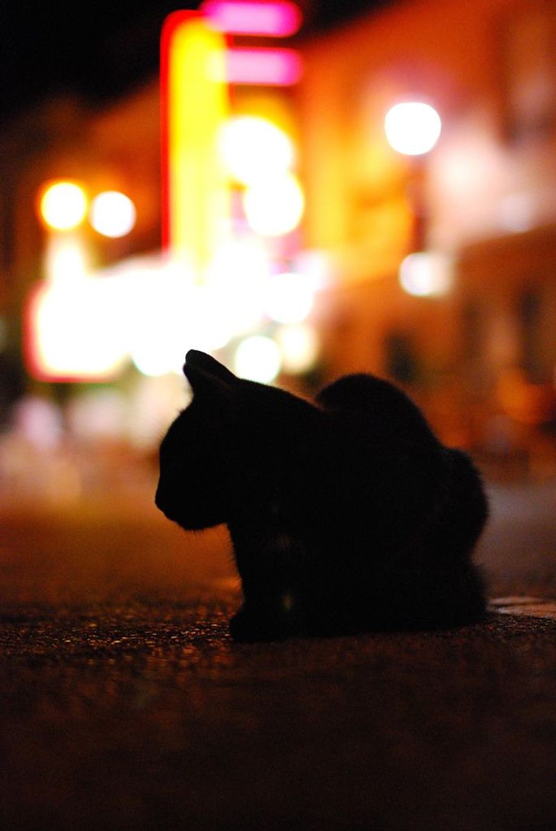 Luna, the Silent Night Owl