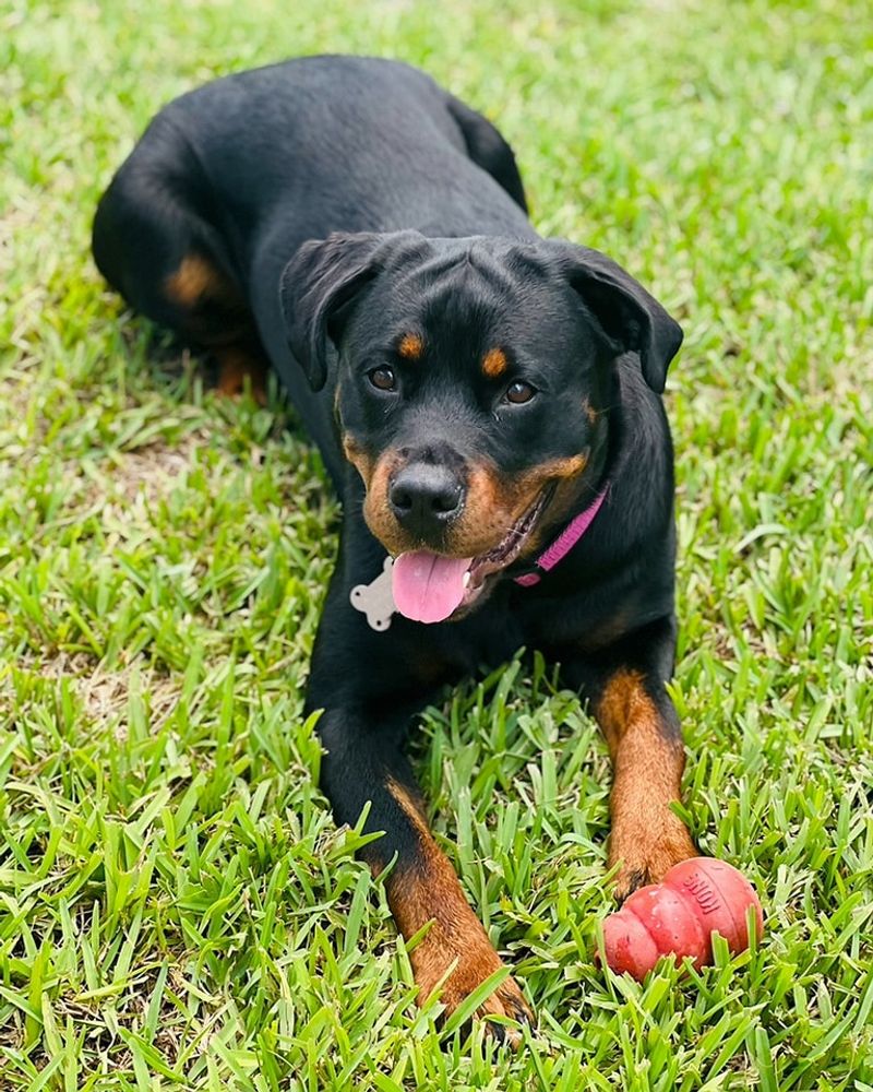 Relaxed Rottweiler