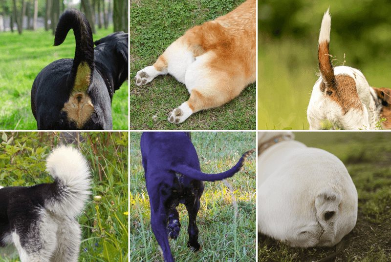 Observe Tail Movement