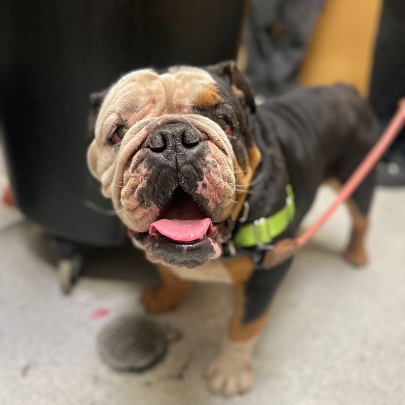 Easygoing English Bulldog