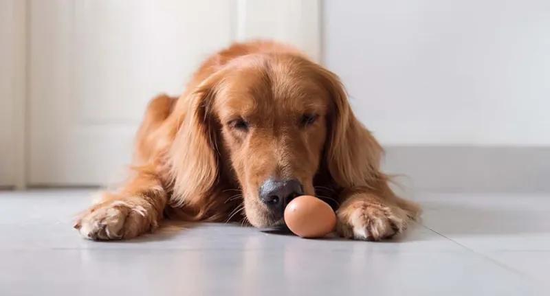Raw Eggs