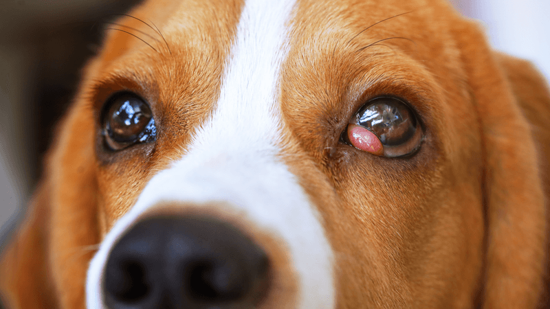 What is Cherry Eye?