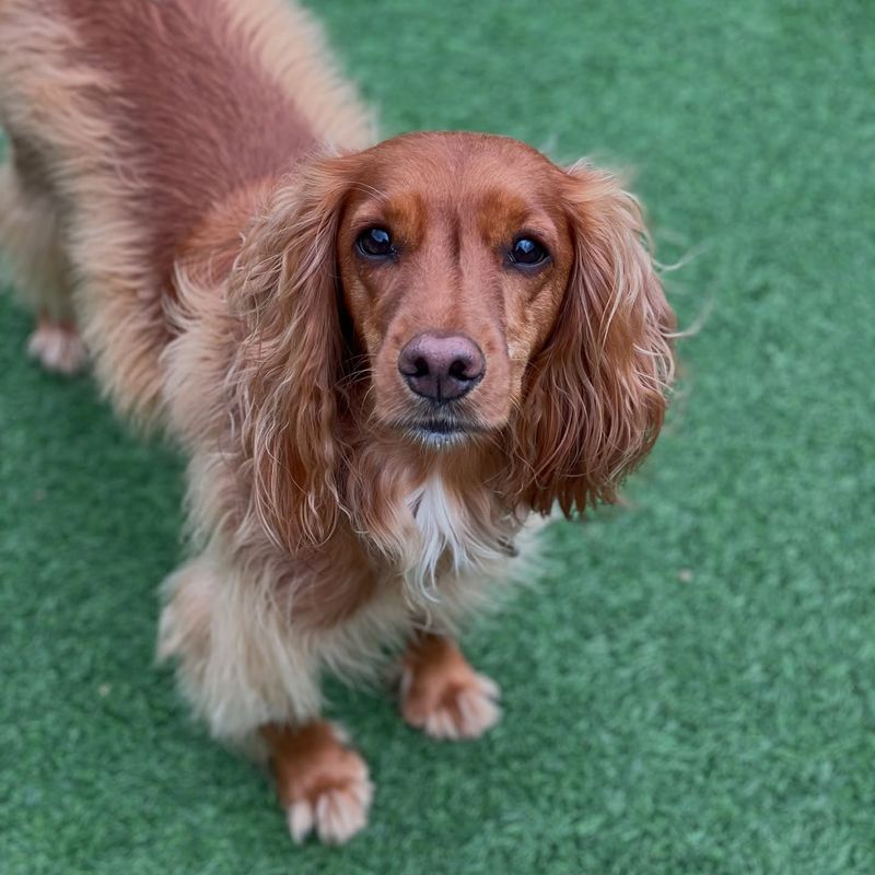 Cocker Spaniel