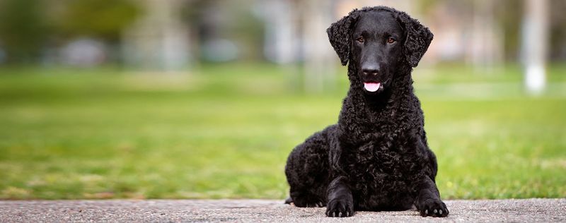Curly-Coated Retriever