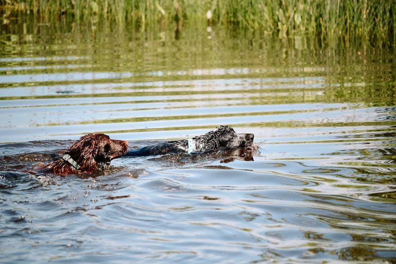 Irish Water Spaniel