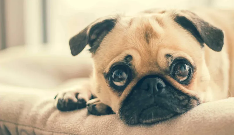 Whining