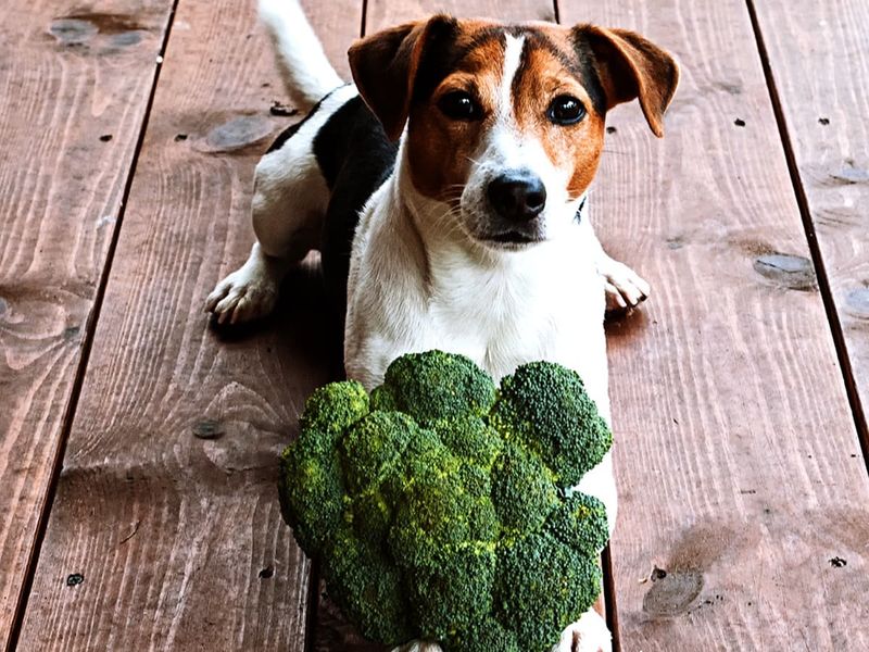 Broccoli