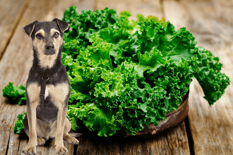 Kale