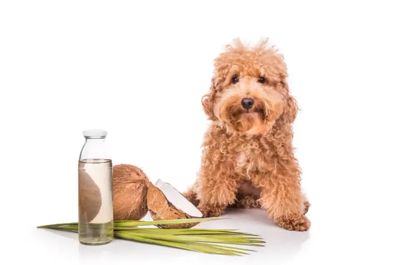 Coconut Oil