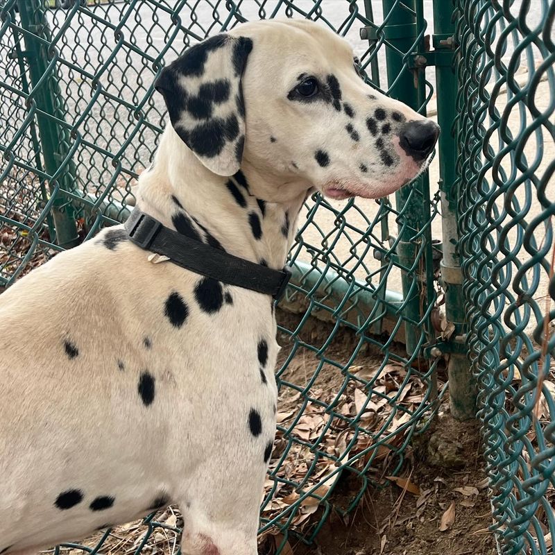 Dalmatian