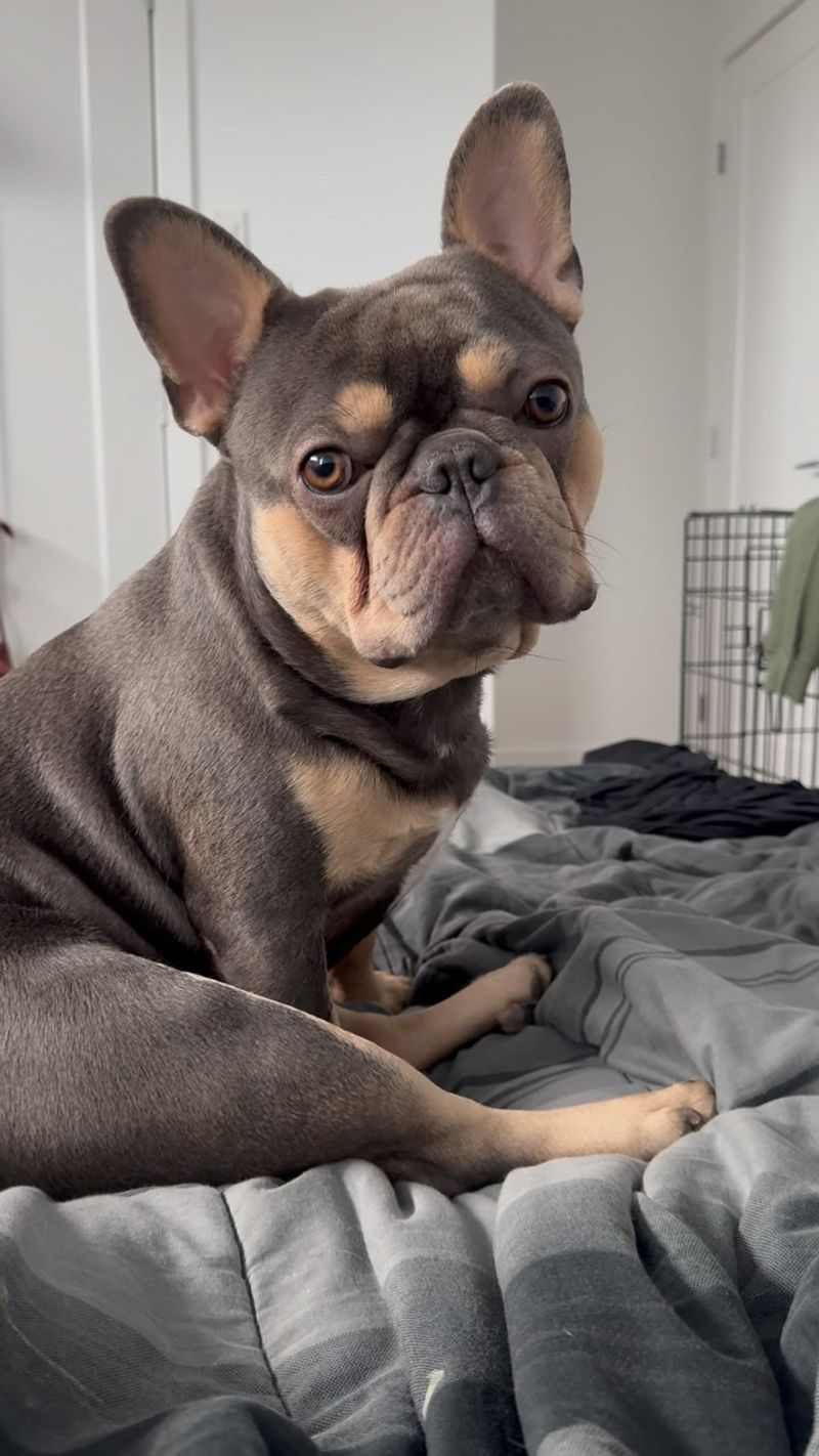 French Bulldog