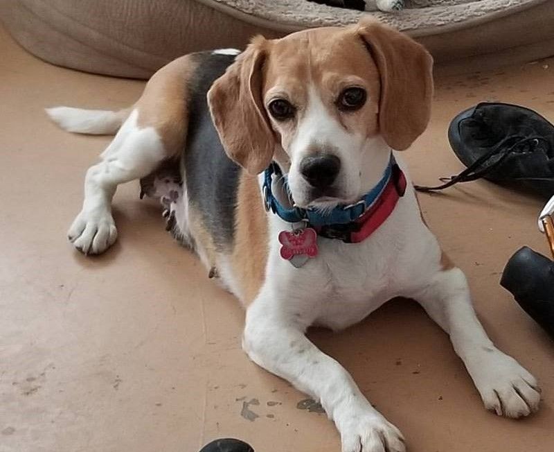 Beagle