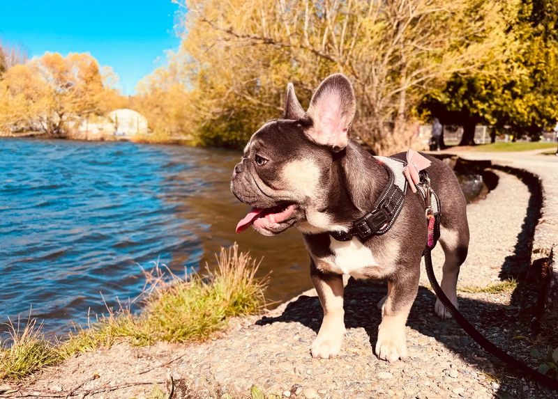 French Bulldog