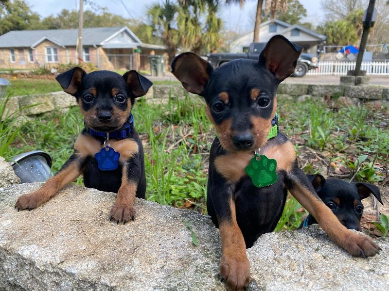 Miniature Pinscher