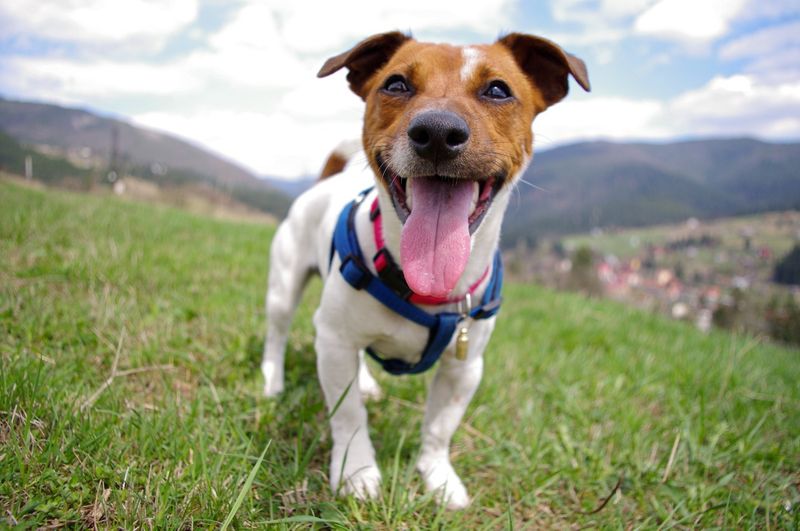 Jack Russell Terrier