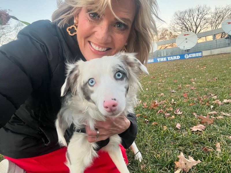 Australian Shepherd