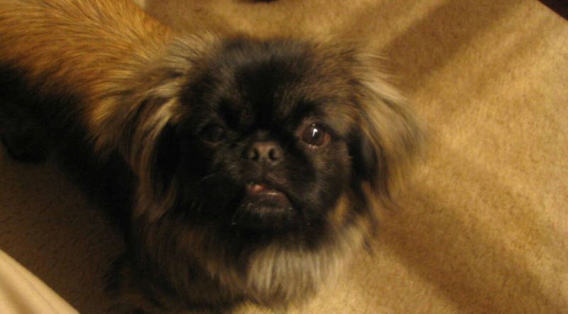 Pekingese