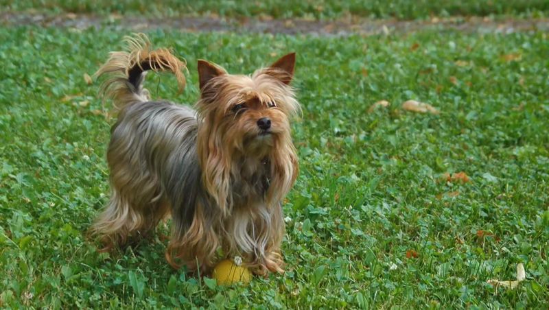 Yorkshire Terrier