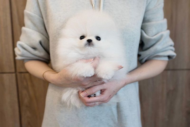 Pomeranian