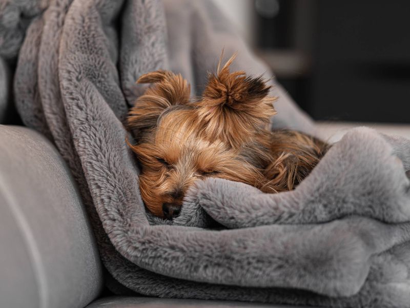 Yorkshire Terrier
