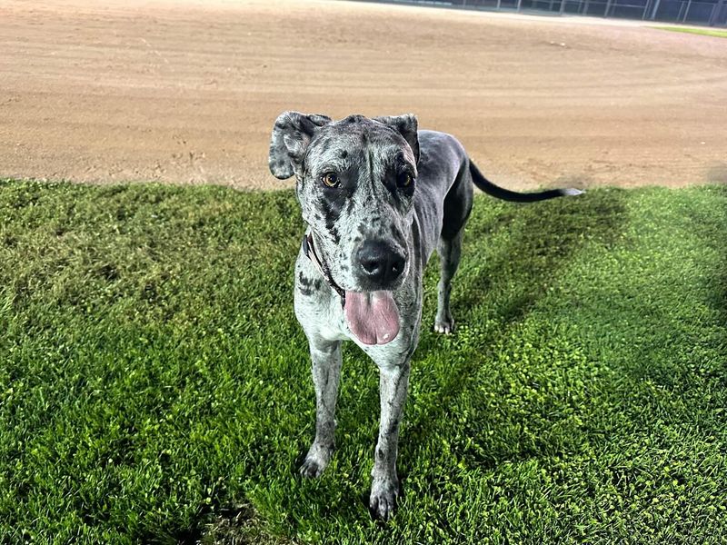 Great Dane