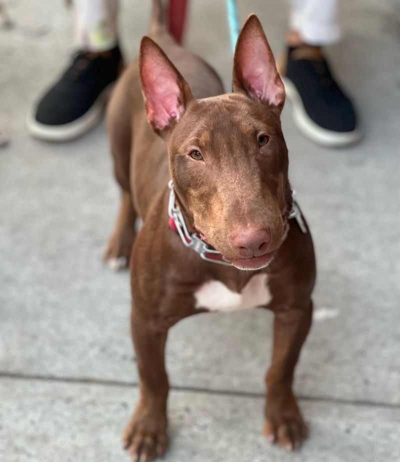 Bull Terrier