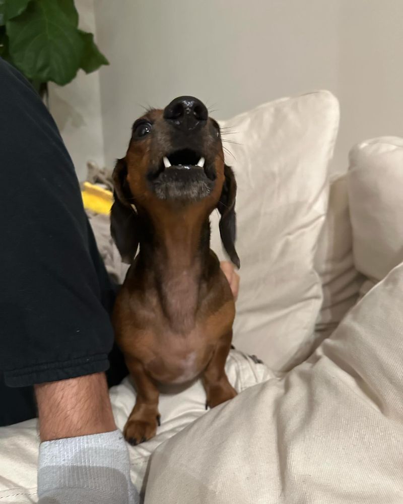 Dachshund