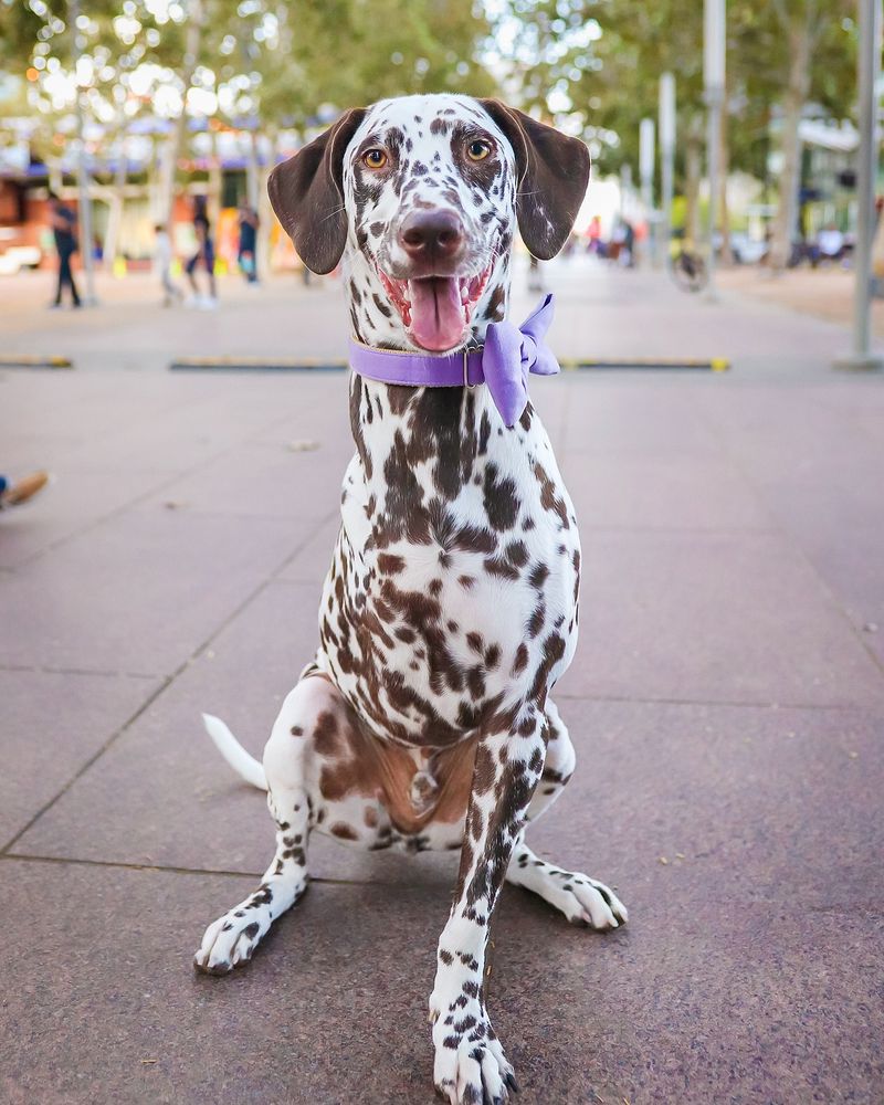 Dalmatian