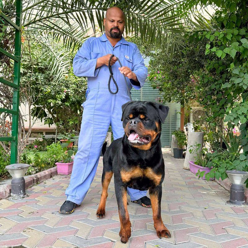 Rottweiler