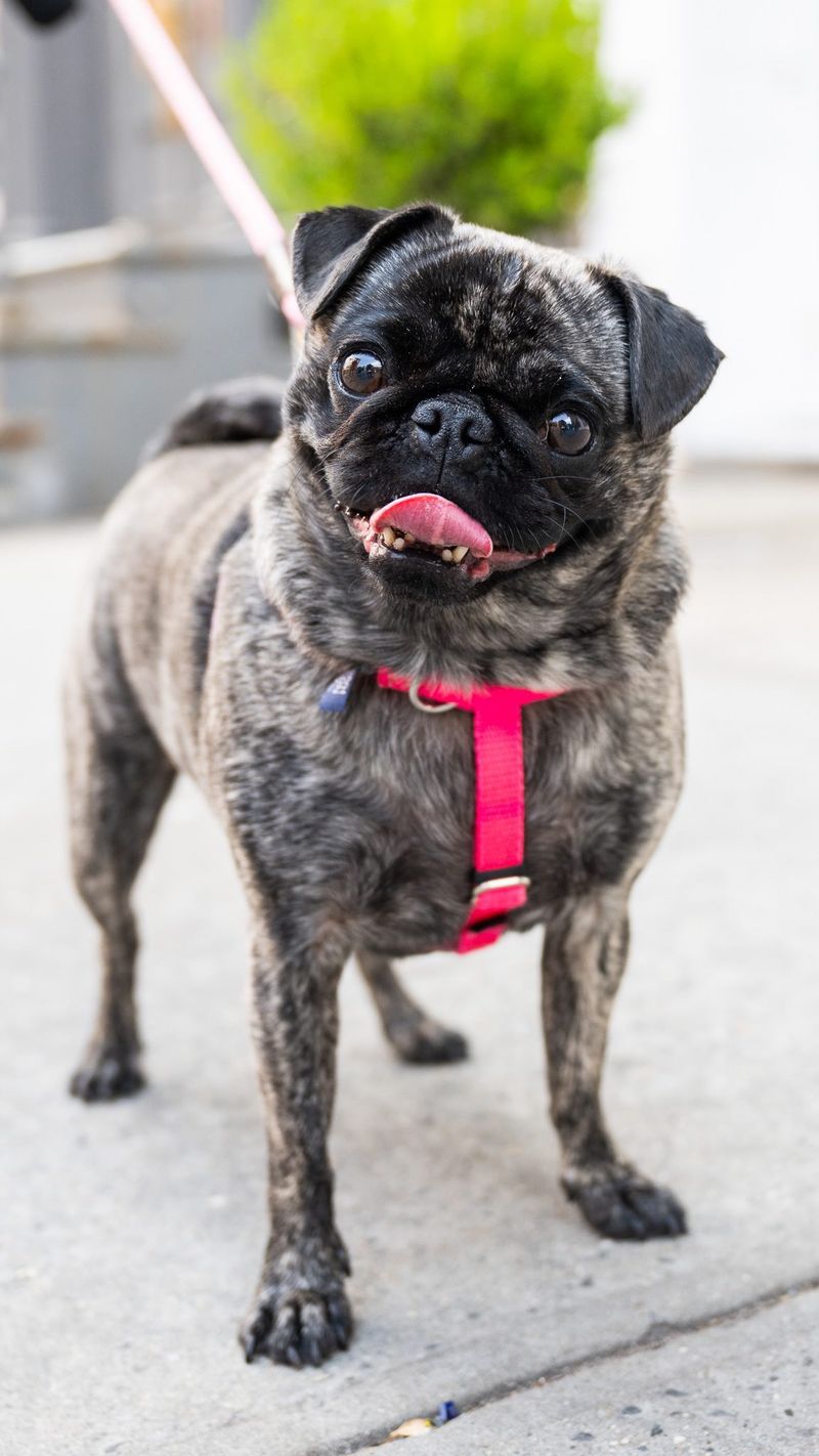 Pug