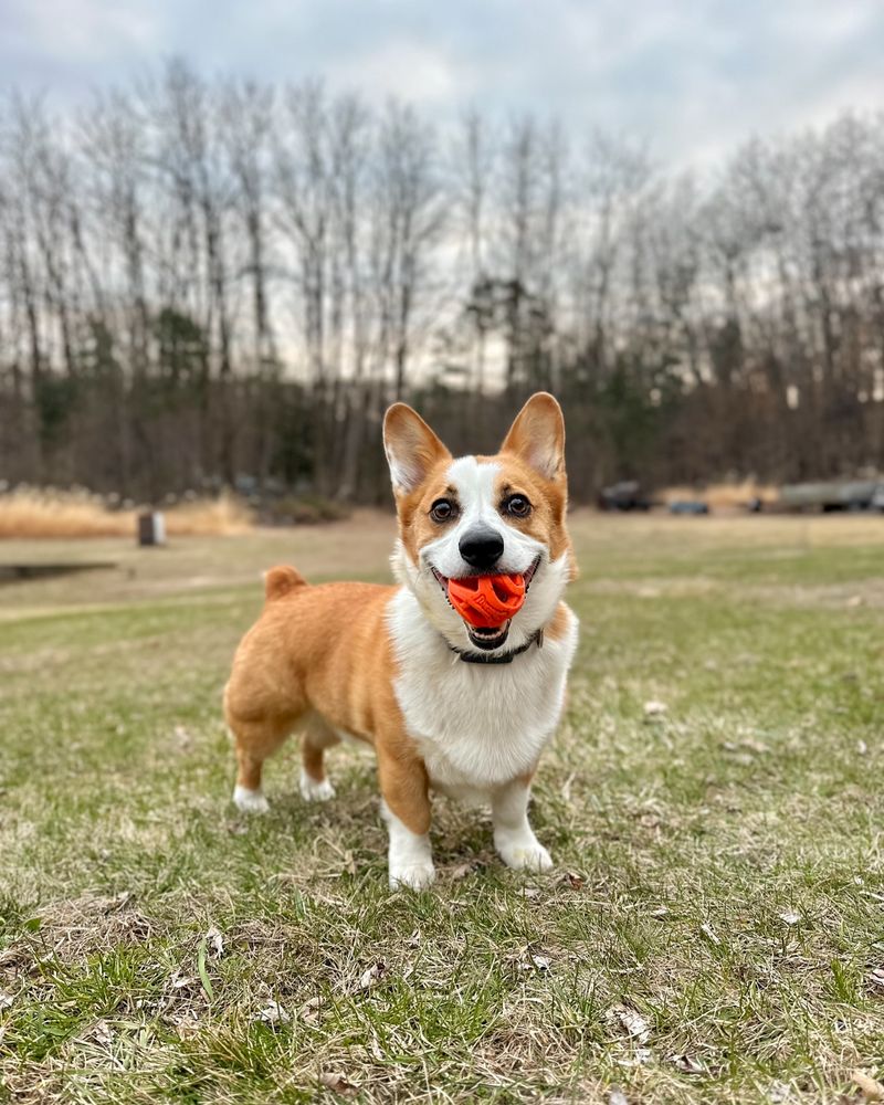 Pembroke Welsh Corgi