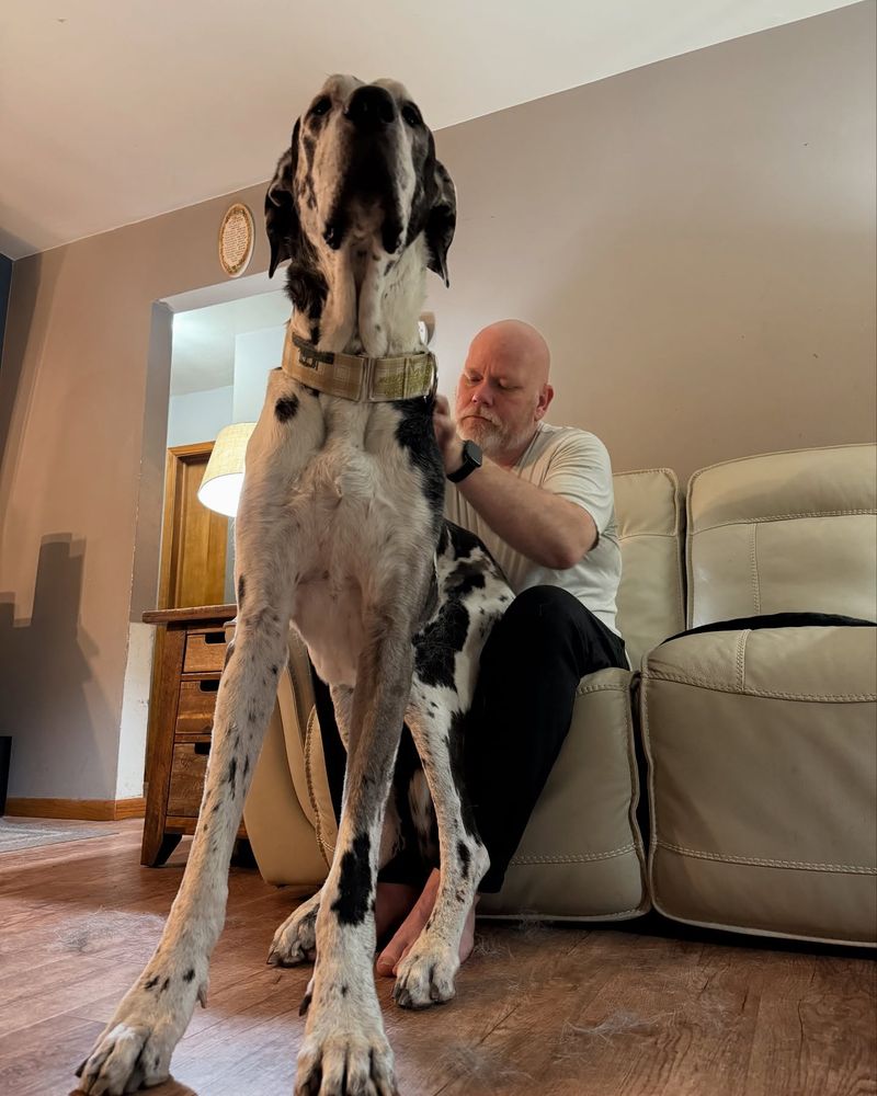 Great Dane