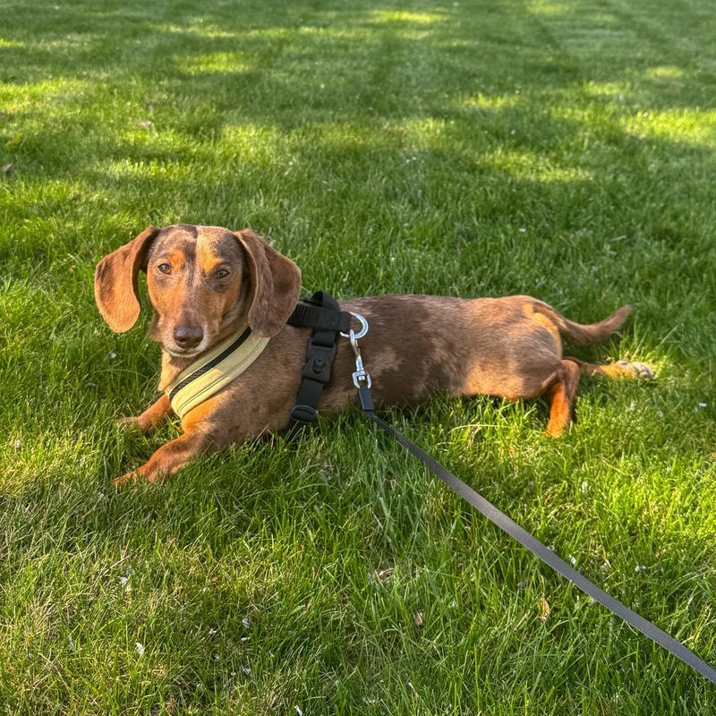 Dachshund