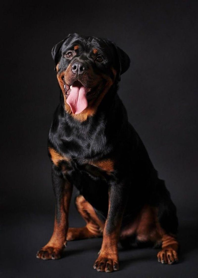 Rottweiler