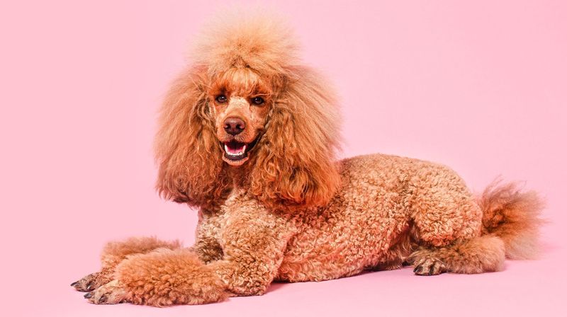 Toy Poodle
