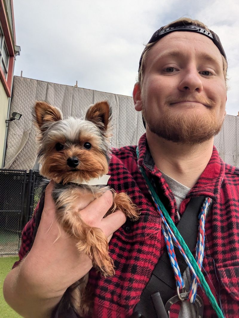 Yorkshire Terrier