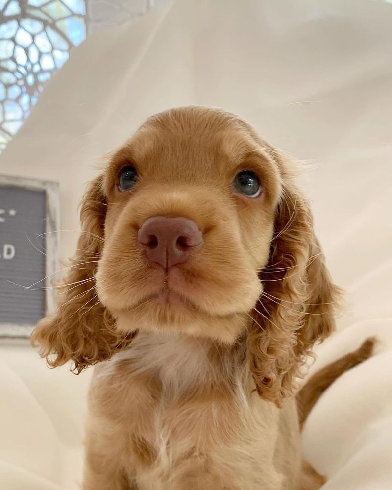 Cocker Spaniel