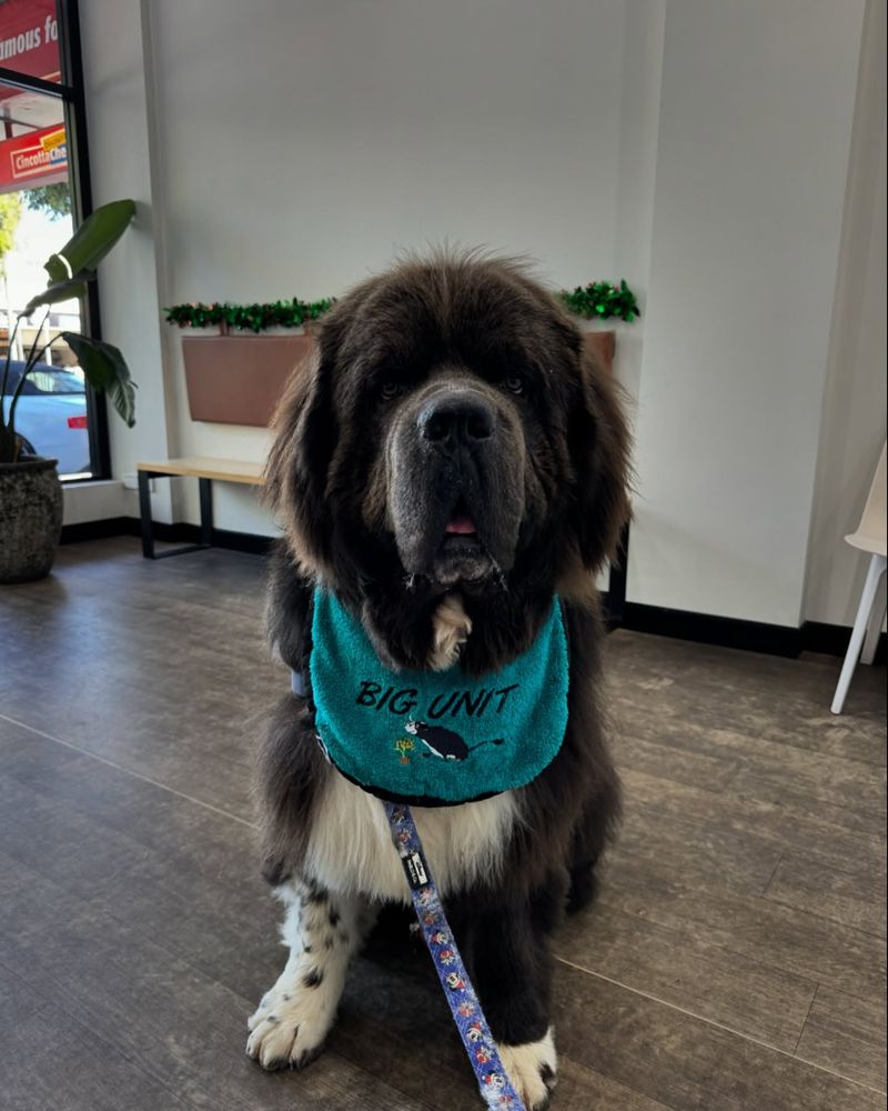 Newfoundland