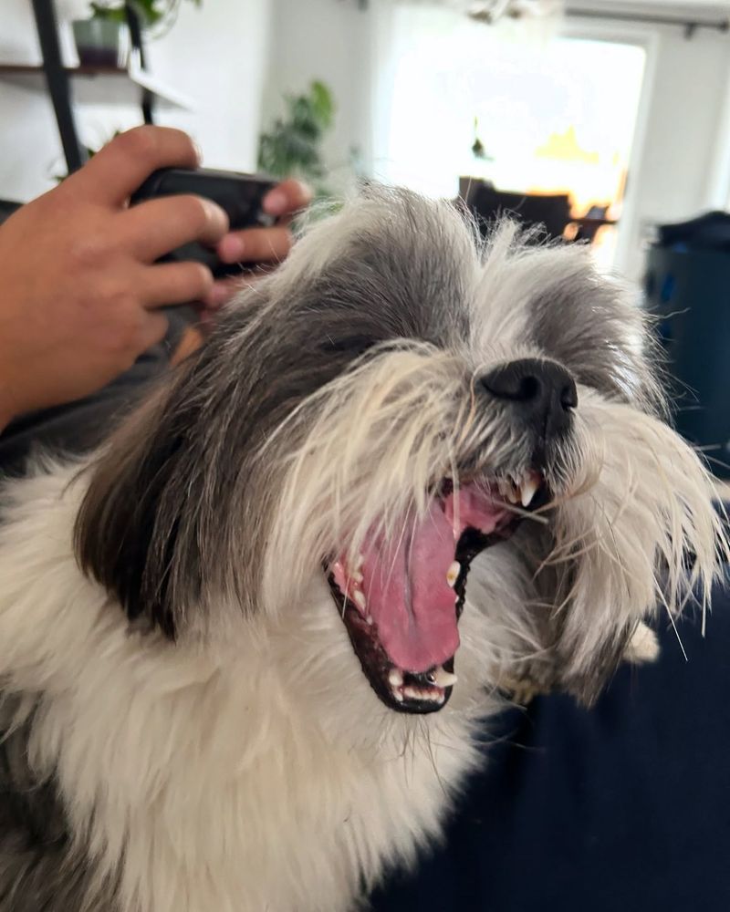 Shih Tzu
