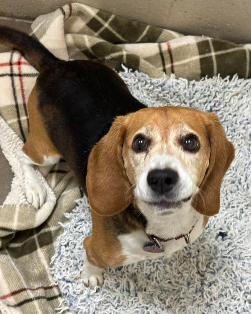 Beagle