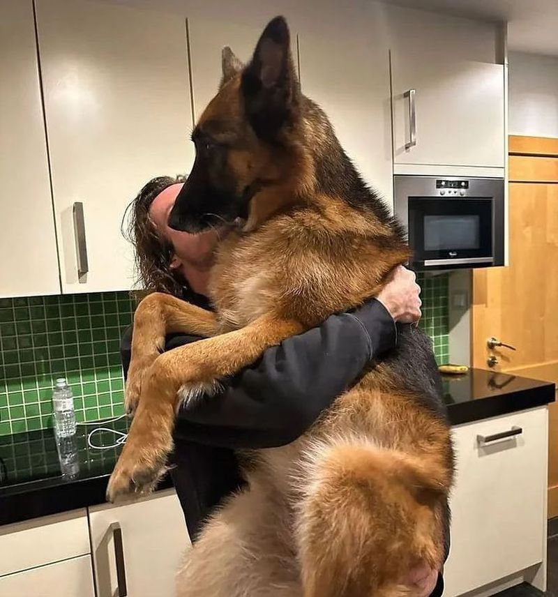 German Shepherd