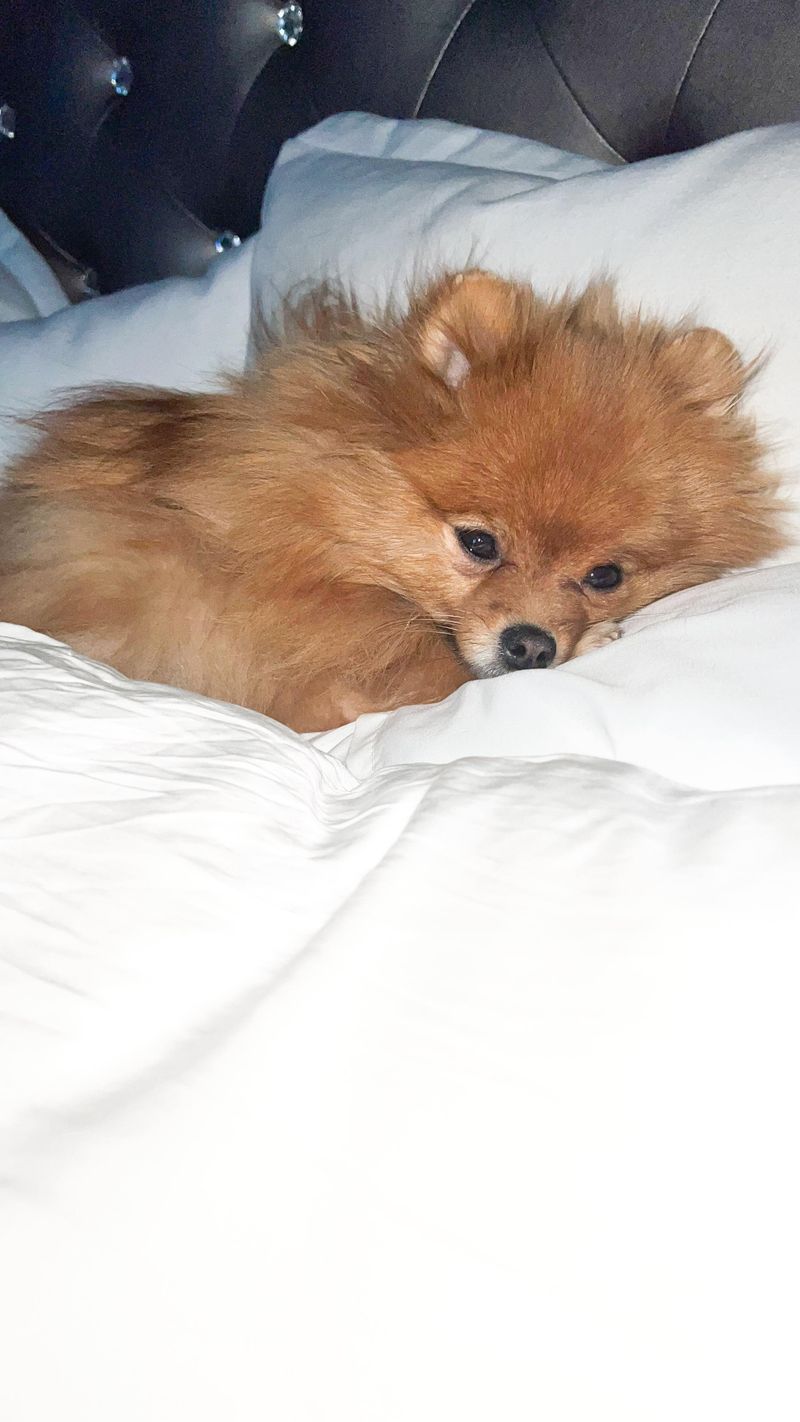 Pomeranian