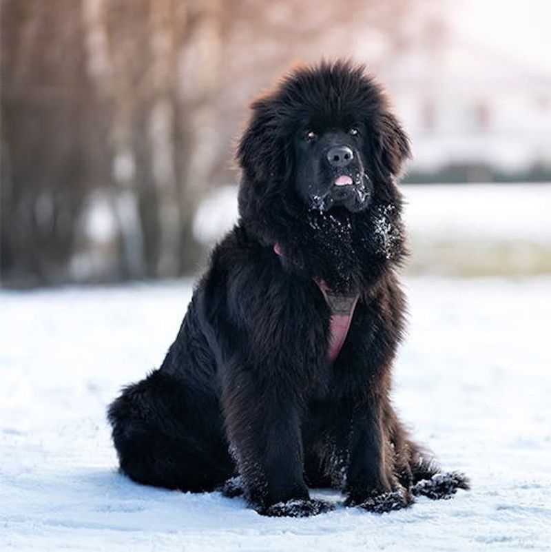 Newfoundland