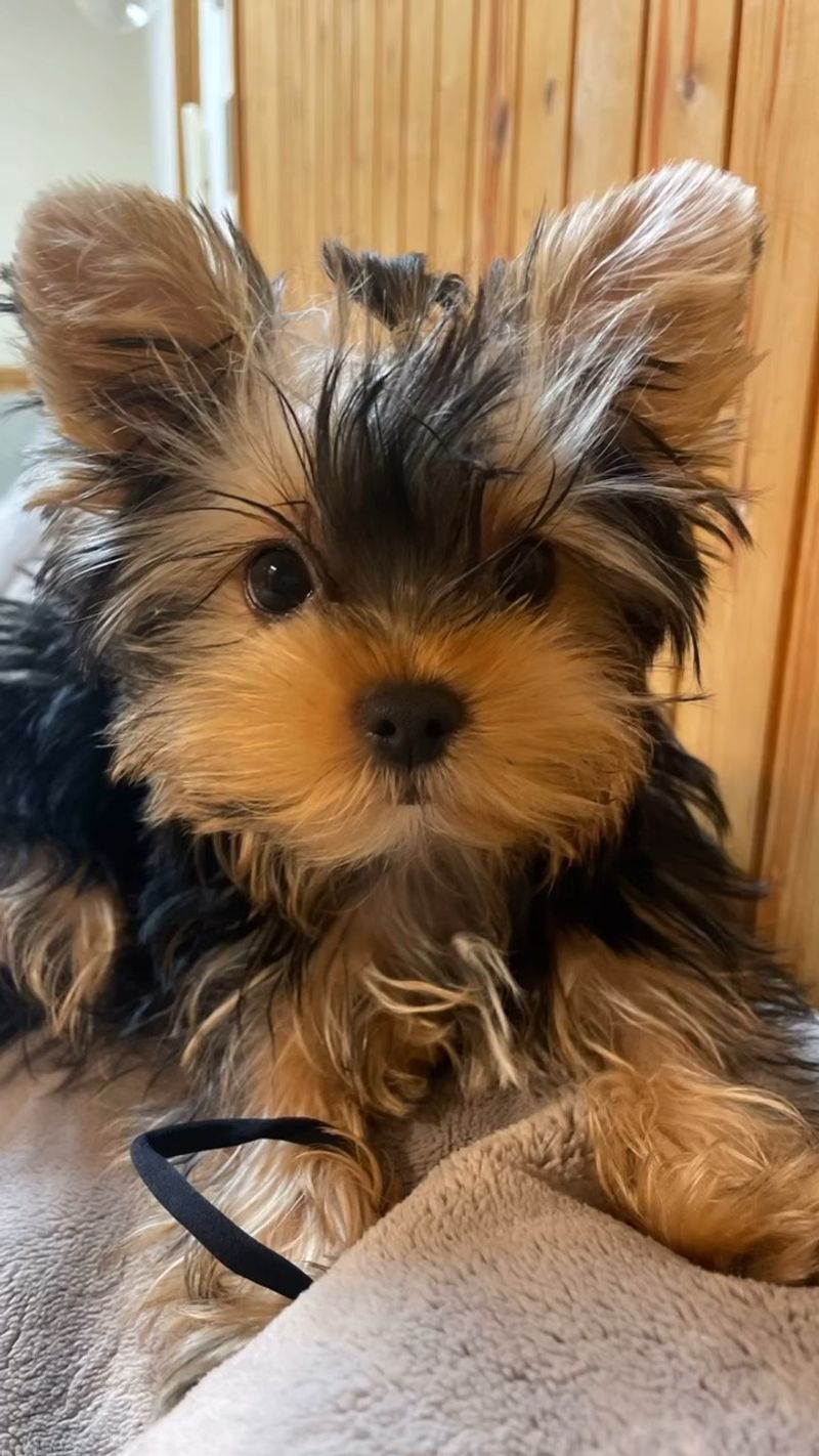 Yorkshire Terrier