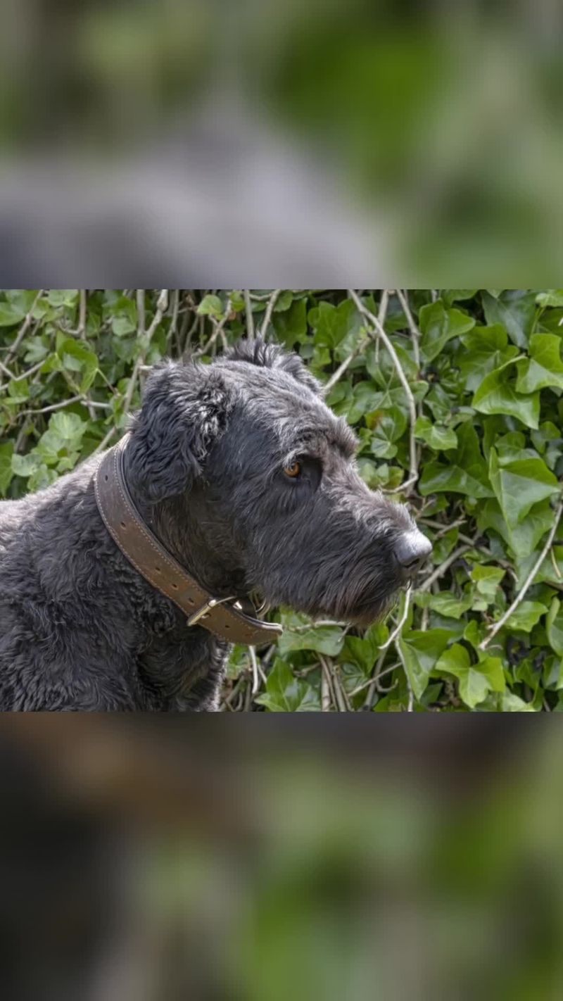 Airedale Terrier