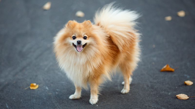 Pomeranian