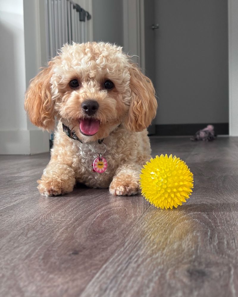 Toy Poodle